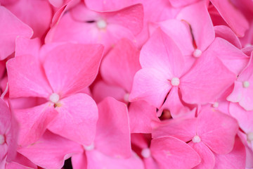 Fototapeta na wymiar Pink hydrangea flower closeup
