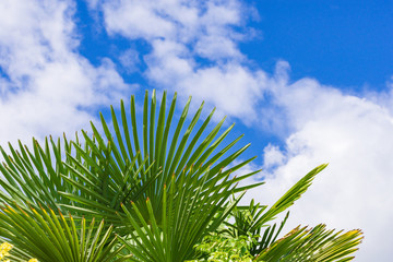 Coconut Palm tree with blue sky,retro and vintage tone.