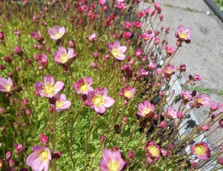 Obraz premium pink flowers in the garden