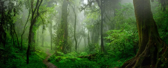 Fotobehang Diepe tropische oerwouden van Zuidoost-Azië in augustus © quickshooting