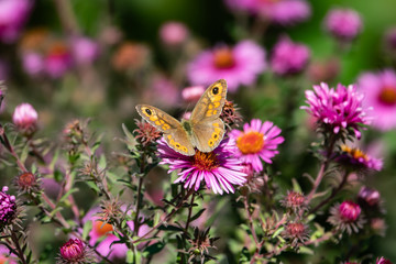 Wall Brown Butterfly on New England Aster Flowers