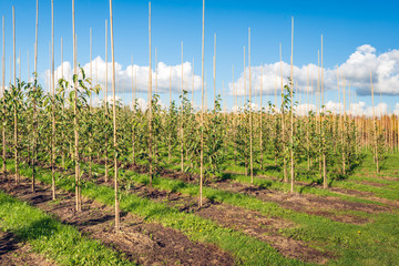 Nursery with young avenue trees supported by bamboo sticks