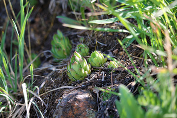 Echeveria And Moss/ Beautiful Green Summer