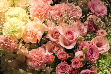 Closeup Blooming Pink roses, beautiful Pink rose with bokeh background.Roses 's symbol of love.