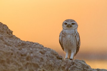 Little Owl posing over rock pile at the Desert 