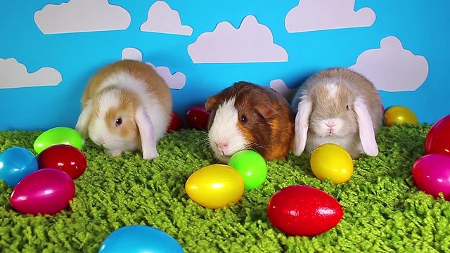 Easter animals animal guinea pig rabbits animals together
