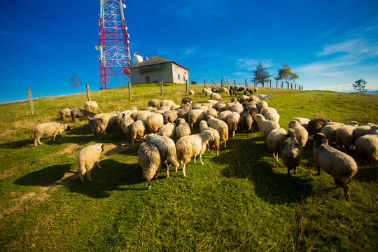 Herd of sheep on beautiful mountain meadow