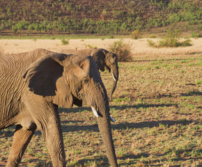 Elephant walking through the savannah of National Park in South Africa