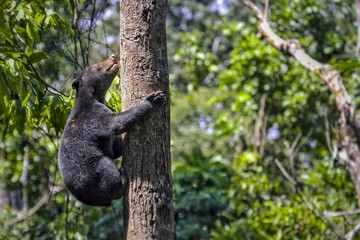 Sabah - Malaysia/ October 2016: the smallest bear in the world, the sun bear native to the rain forests of South east Asia, a very talented tree climber.