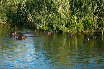 Hippos in Okawango river in Namibia in Africa