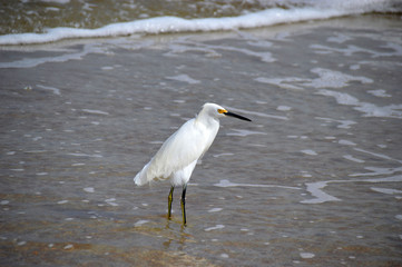 Egret