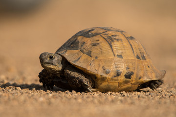 Fototapeta premium Common Tortoise (Testudo graeca)