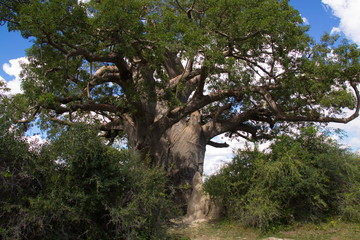 Fototapeta na wymiar Baobab tree in Bwabwata National park in Namibia in Africa