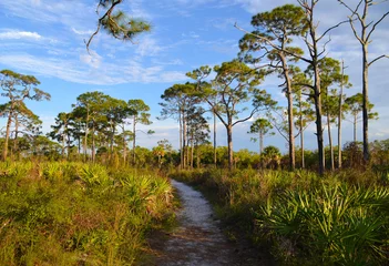 Fototapeten Everglades-Landschaft © winterbilder
