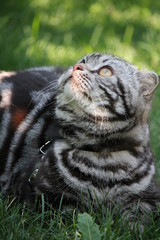 The Scottish Kity/ Scottish Fold © Natureadmirer