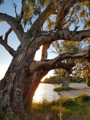 Tree on lake shore at sunset