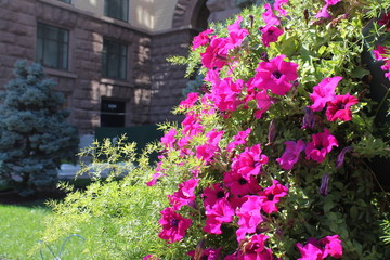 the beautiful pink summer flowers
