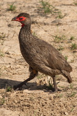 Swainson's spurfowl in Bwabwata National park in Namibia in Africa