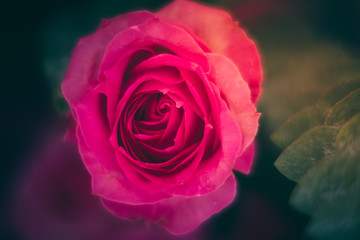 Closeup Blooming Pink roses, beautiful Pink rose with bokeh background.Roses 's symbol of love.