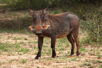 Warthog in Bwabwata National Park in Namibia in Africa