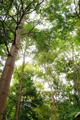 Fototapeta premium tree in forest