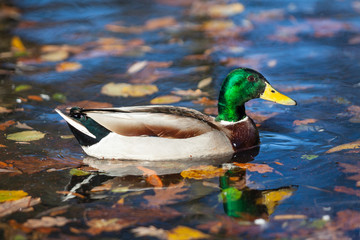 Pato Ánade Real nadando en un lago en otoño