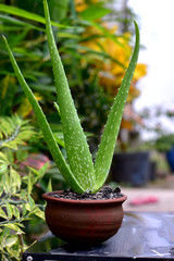  Aloe vera flower