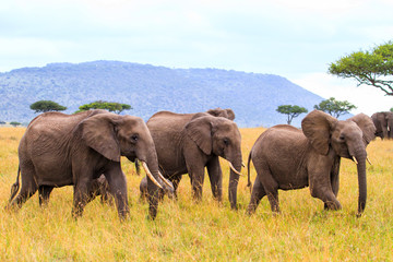 Elephant herd walking on the plains of the Masai Mara National Park in Kenya