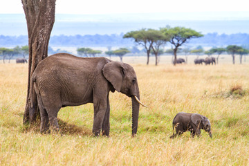 Elephant mother and her baby with a elephant herd in the background on the plains of the Masai Mara in Kenya