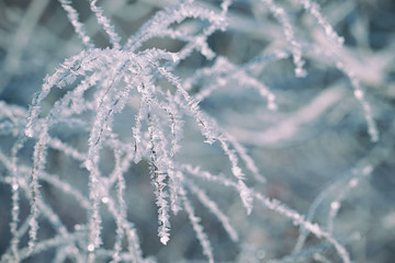 Beautiful frost on a frosty day on thin twigs