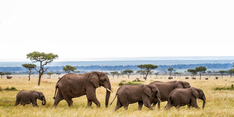 Elephant herd walking on the plains of the Masai Mara National Park in Kenya - obrazy, fototapety, plakaty
