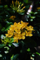 Fototapeta premium Flower in The Gargen 