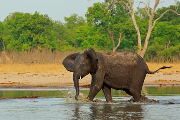 Naklejka premium A young Elephant stampeding through a small waterhole with water splashing and trunk swaying with a natural vibrant green bush background