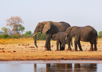 Three elephants standing close to a waterhole with a young calf suckling from the Matriarching the heat of the mid-day sun.  There is a hazy blue pale sky and natural bush background