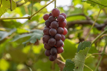 The grape tree and the fruit, on the branch