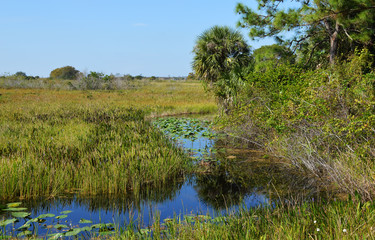 Everglades