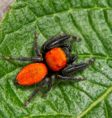 Dorsal view of a bright red Cardinal Jumping Spider on a Sunflower leaf