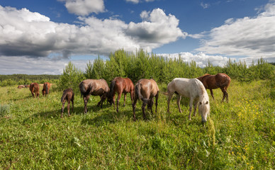 Fototapeta na wymiar Horses and foal on lush green grass by the summer forest