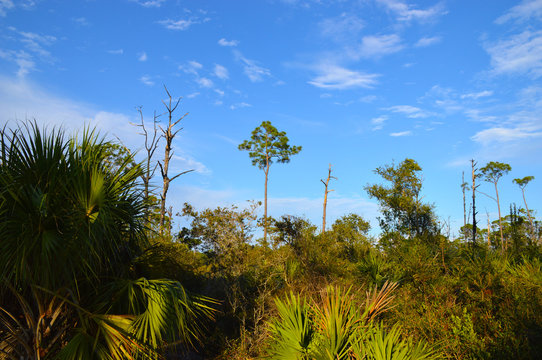 Everglades