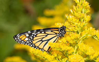 Monarch butterfly resting on a bright yellow Goldenrod flower