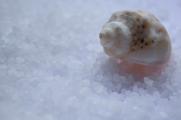 sea shell on the sea salt backgroud