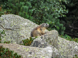 Marmot (Marmota marmota) in natural habitat, Pyrenees, South of France