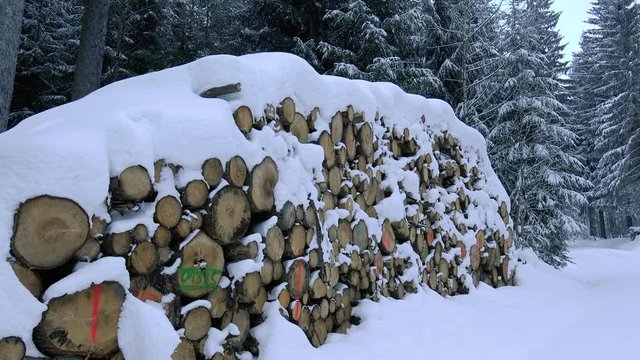 Holzstapel und Lagerung im Wald im Winter