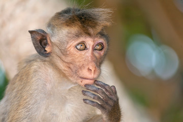 Monkey thinker on tree