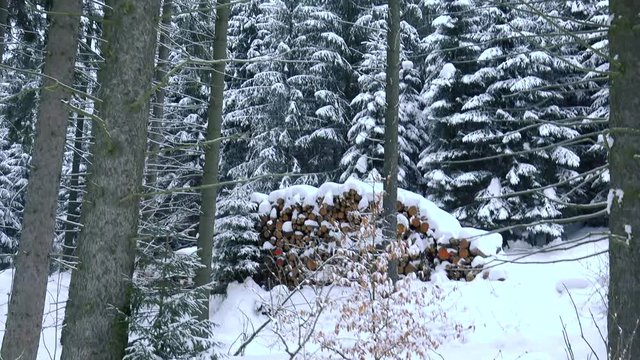 Holz im Wald gestapelt mit Ski Loipe
