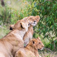 Lioness cuddling with her cubs