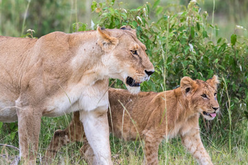 Fototapeta premium Lion cub with his mother in savannah