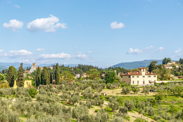 Fototapeta na wymiar Olive farms in the countryside in Italy