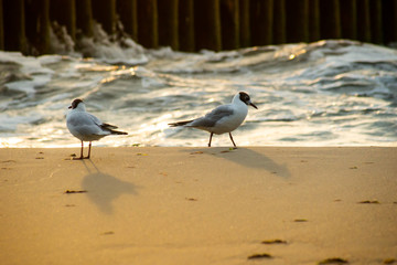Fototapeta premium Seagulls walking on the sea sand in the evening sun rays against the sea waves