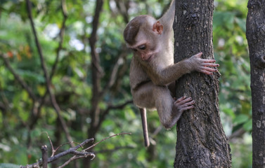 Monkey is climbing trees.